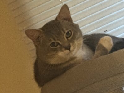 Loving cat