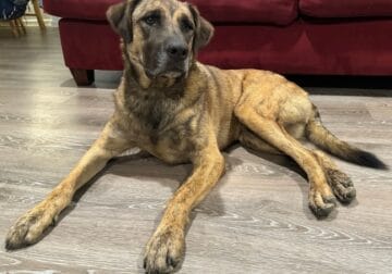 Need to REHOME ASAP 2