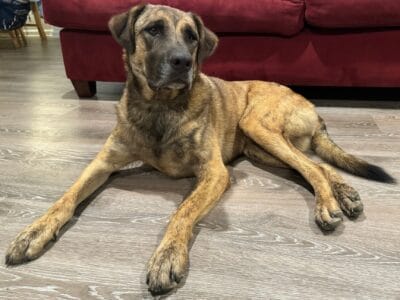 Need to REHOME ASAP 2