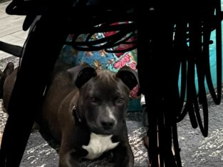 Terrier/Labrador Retriever