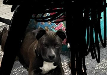 Terrier/Labrador Retriever