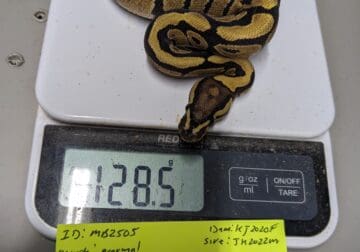 Ball pythons
