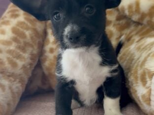 Tiny Chi-Poo (Chihuahua x Toy Poodle) – 9 Weeks