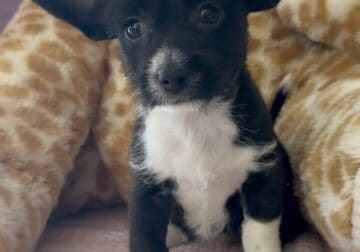 Tiny Chi-Poo (Chihuahua x Toy Poodle) – 9 Weeks
