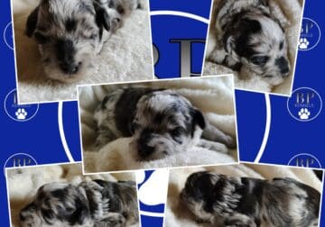 Marshall the F1b Miniature Aussiedoodle