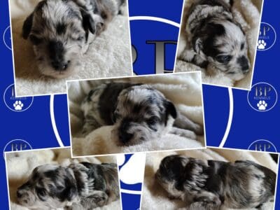 Marshall the F1b Miniature Aussiedoodle