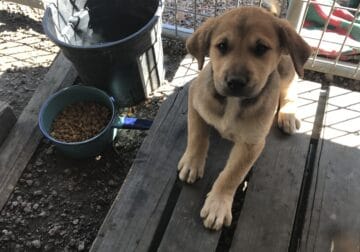 Free Rhodesian Ridgeback mix puppies