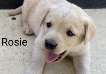 AKC LAB puppies