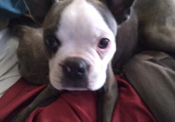 AKC Blue Bostons born on Valentine Day