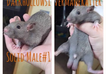 Silvermane Rats (males)
