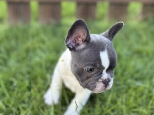 French Bull Dog Puppy – Sid