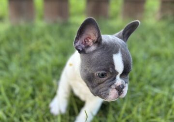 French Bull Dog Puppy – Sid