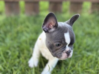 French Bull Dog Puppy – Sid
