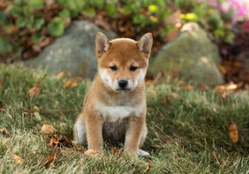AKC Shiba Inu female puppy in Indiana (Erika)