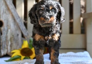 Cavapoo Puppy For Sale Millersburg OH Ronnie