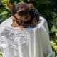 ACA YORKSHIRE TERRIER PUPS