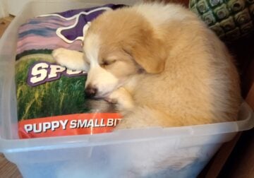 English Shepherd mix puppies