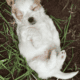 Malshi “Maltese Shih Tzu” Puppies