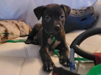 Onyx m