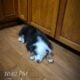 Black tri mini aussie