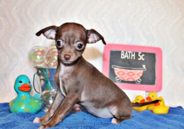 Symbra – Precious Baby Girl w Loads of Personality