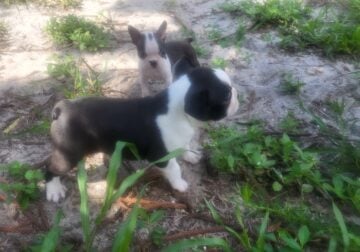 rehoming frenchtons