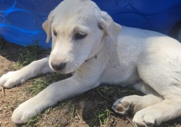 Labrador husky mix 12 weeks old have 1st vacation