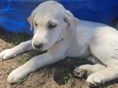 Labrador husky mix 12 weeks old have 1st vacation