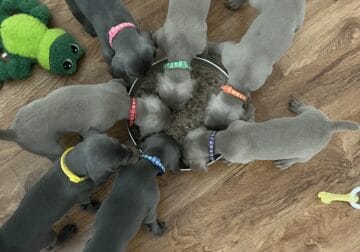 Weimaraner Puppies