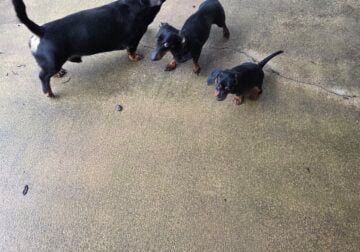 Dachshund Puppies 4 SALE