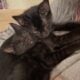 Toddler age kitten