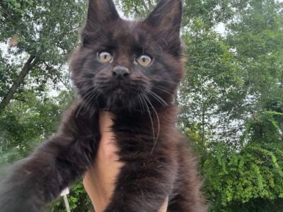 European Maine Coon kitten. Parents were i  ...