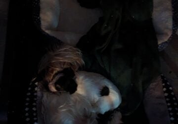 Purebred Yorkie puppy