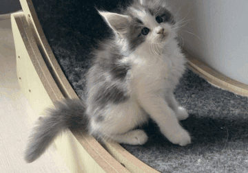 Maine coon