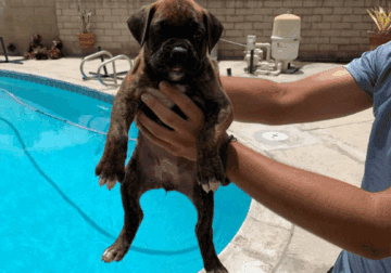 Boxer