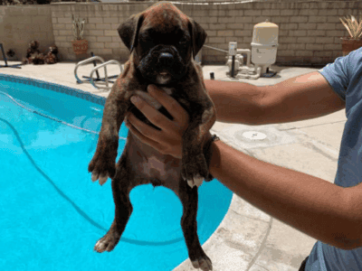 Boxer