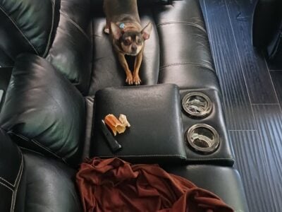 Free mixed breed dog