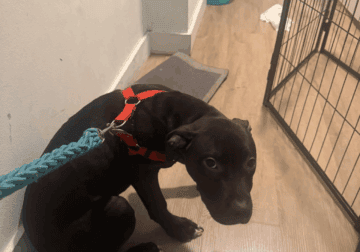 Selling my dog