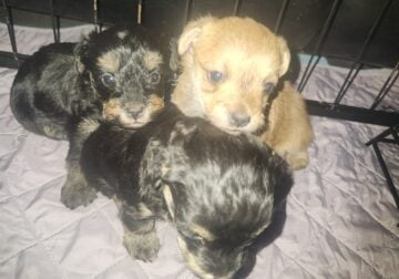 Yorkiepoos