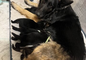 Purebred German Shepherd Puppies