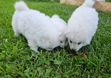 Samoyed puppies
