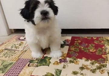 Shih Tzu puppies