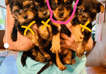 Female yorkie