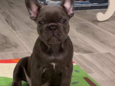 “SOLD” – Blue Brindle French Bulldog Male
