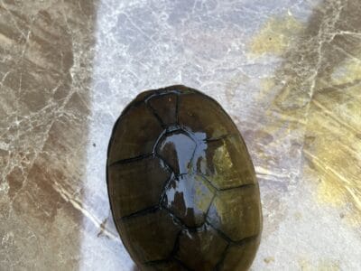 Adult eastern mud turtle