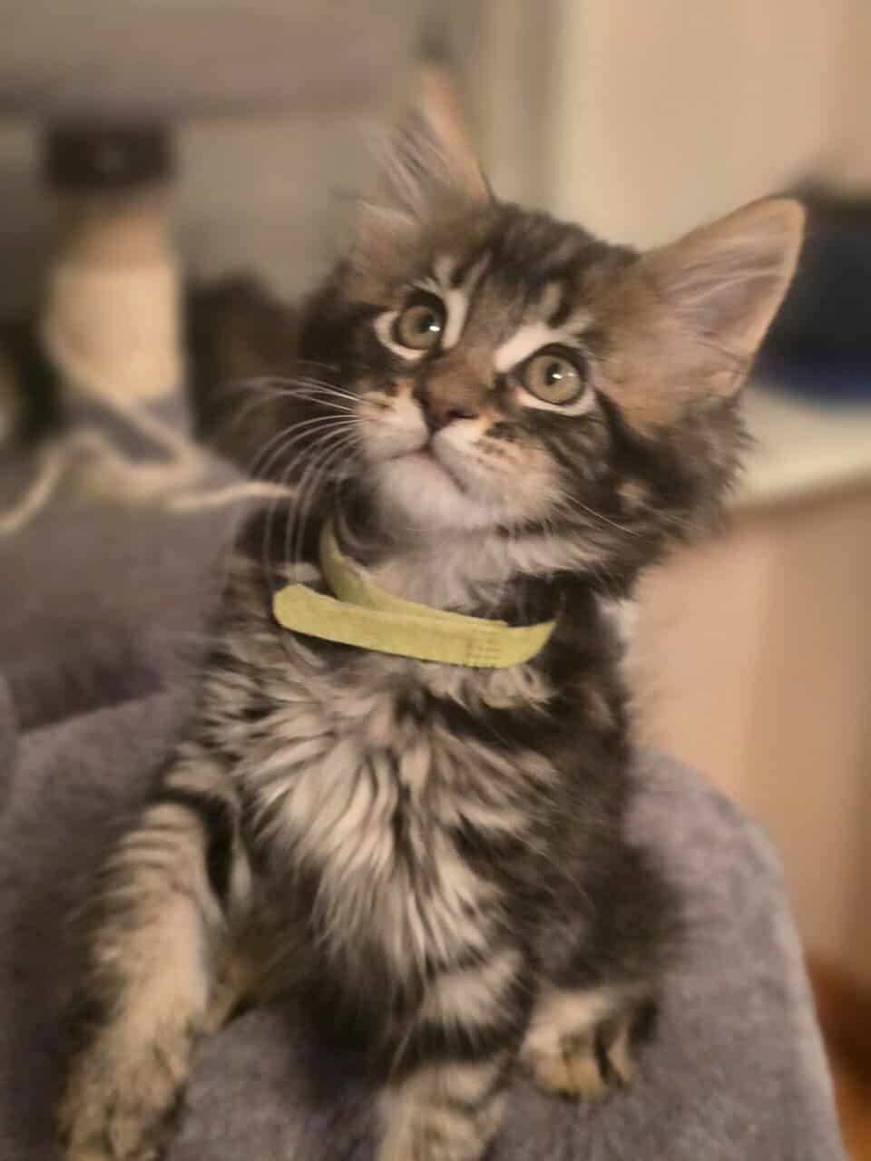 Maine Coon Theo image 2