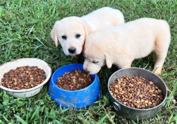 Great Pyrenees Lab Mix