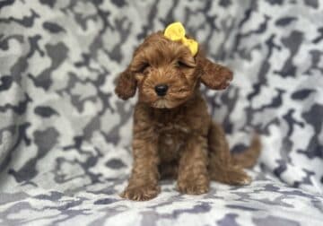 Minnie