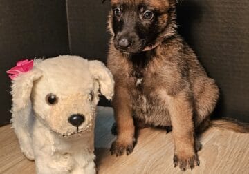 RICHKENNELS