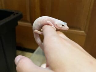 Leucistic juvenile leopard gecko